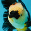 AAA Grade Tricolor Oranda Female 5.5-6 inches #050925OR_33