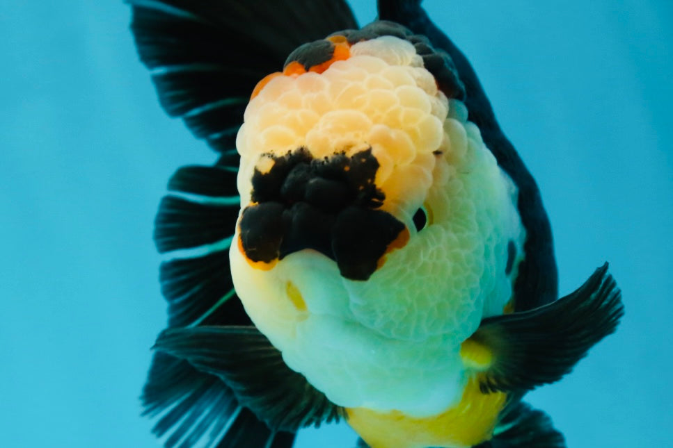 AAA Grade Tricolor Oranda Female 5.5-6 inches #050925OR_33