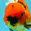 AAA Grade Jumbo Tiger Oranda Male 7.5 inches #031326OR_01
