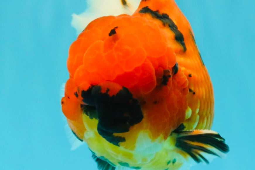 AAA Grade Jumbo Tiger Oranda Male 7.5 inches #031326OR_01