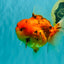 CHONKY AAA Grade Tiger Oranda Male 5-5.5 inches #082826OR_03