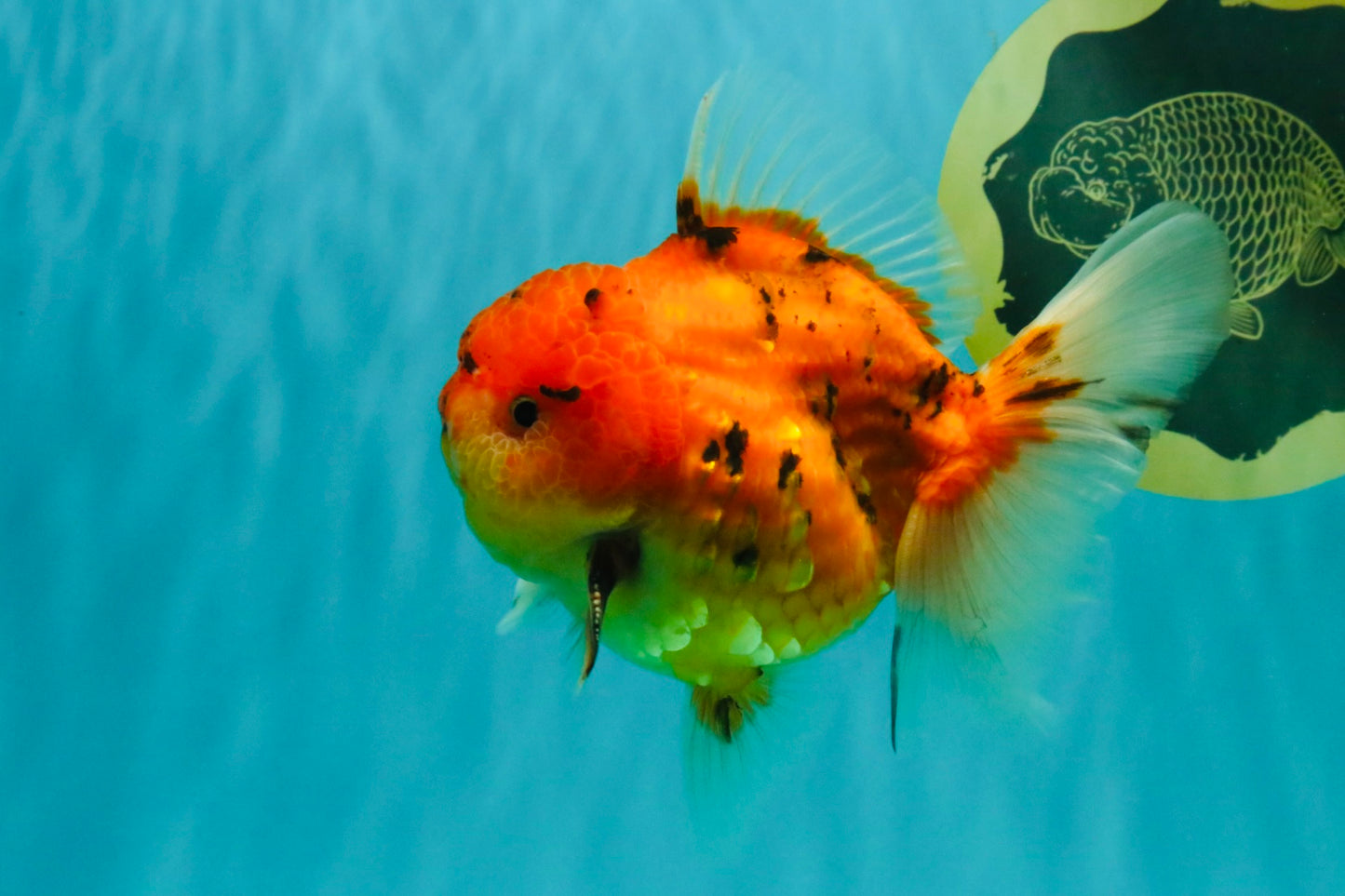 CHONKY AAA Grade Tiger Oranda Male 5-5.5 inches #082826OR_03