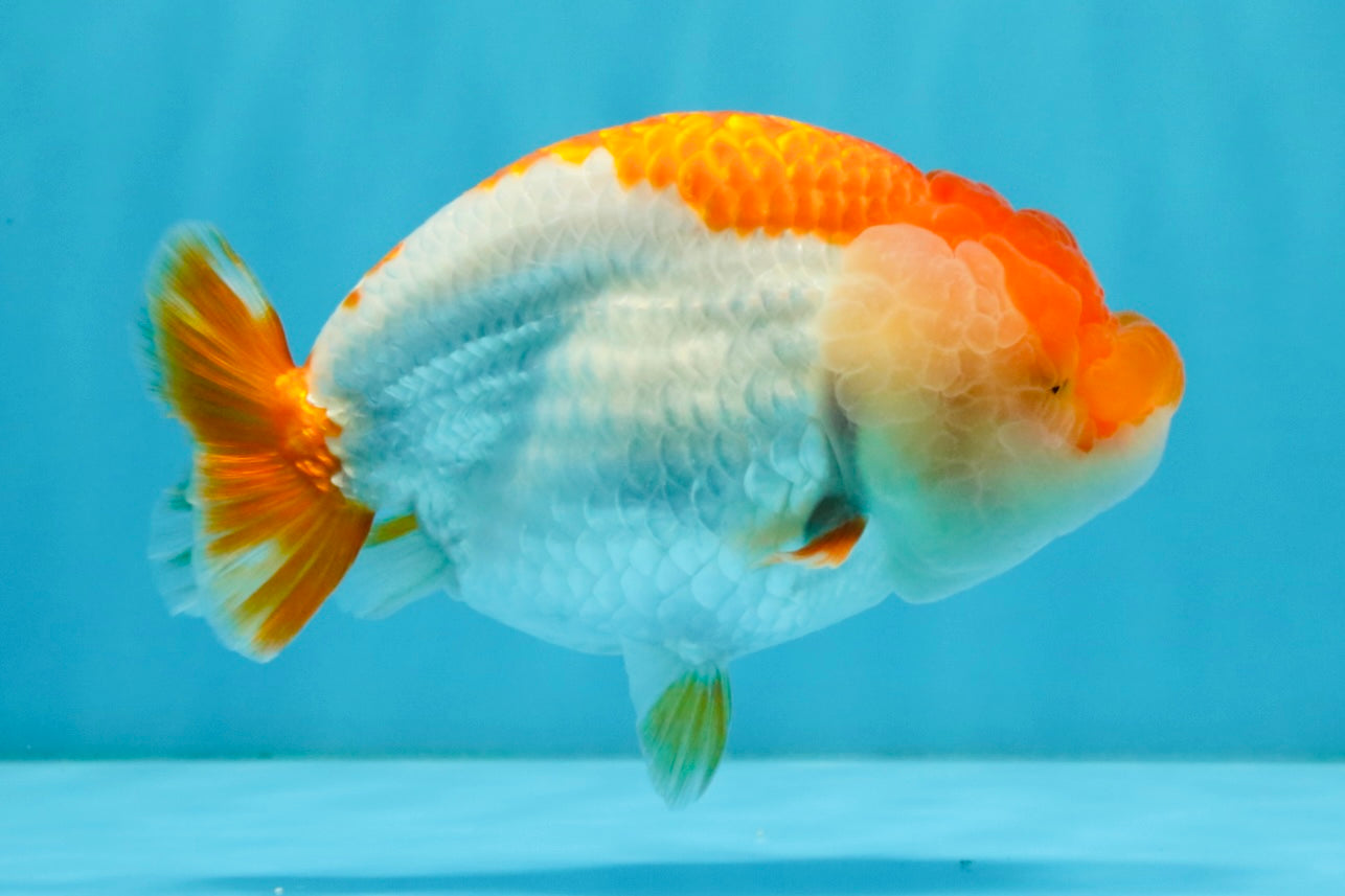 A Grade Red White LionQueen 4.5-5 inches #032726LC_19