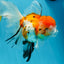 A Grade Jumbo MASSIVE BUTTERFLY TAIL Tricolor Sakura Oranda Female 6.5 inches #010325OR_03