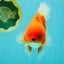 A Grade Red White Oranda Male 6 inches #101626OR_06