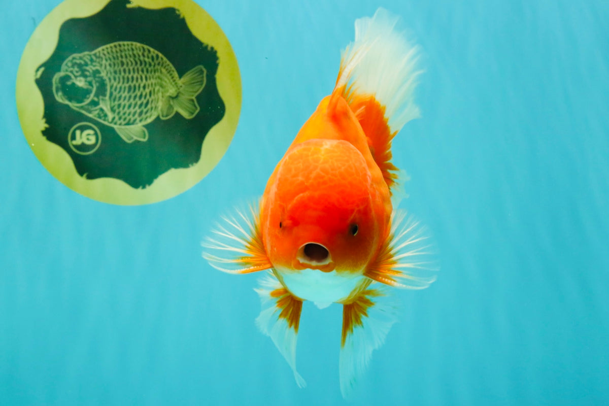 A Grade Red White Oranda Male 6 inches #101626OR_06