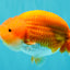 A Grade Red White LionKing 4.5-5 inches #072426LC_33