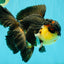 Panda Oranda Male 5.5-6 inches #081426OR_28