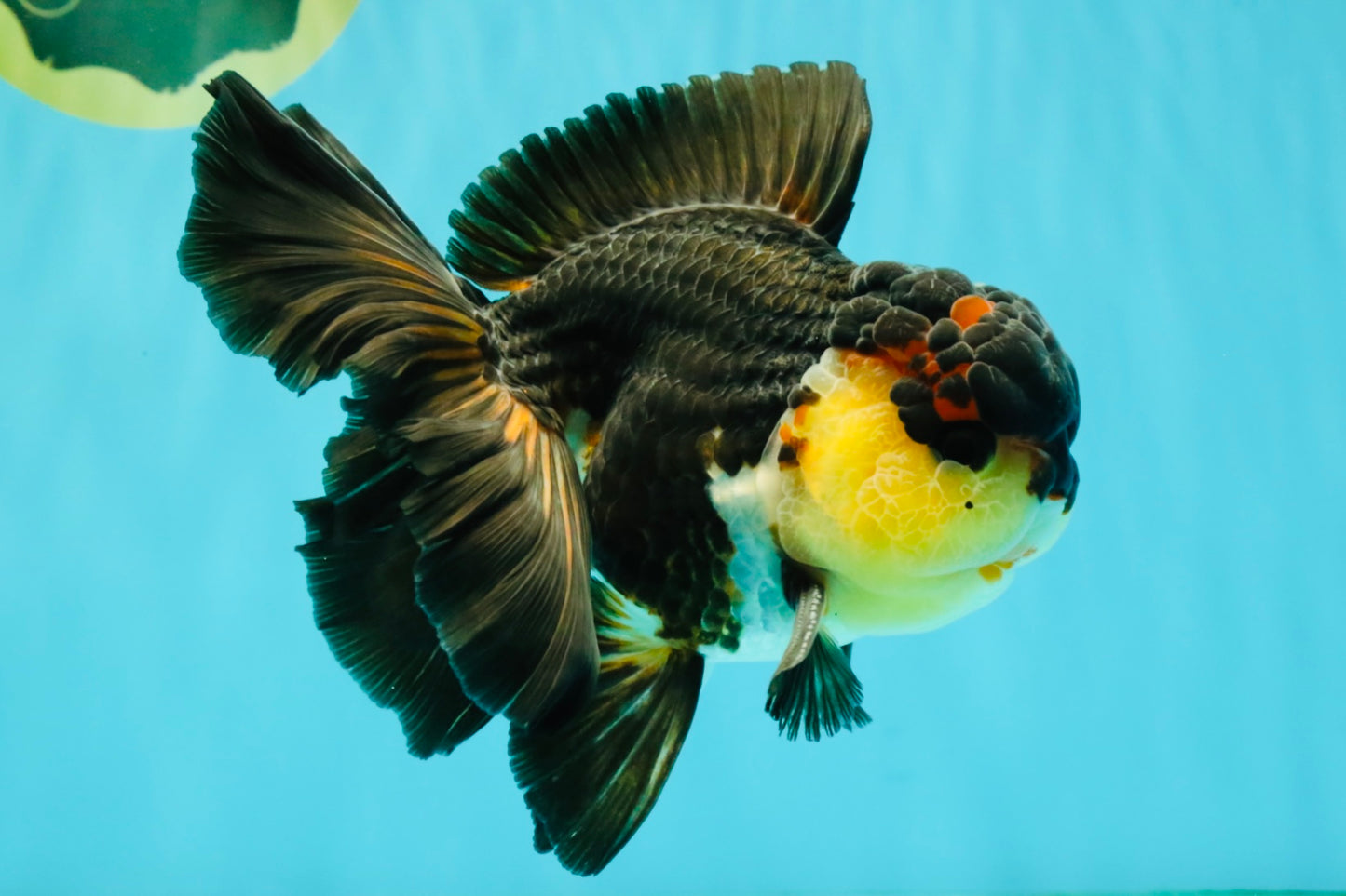 Panda Oranda Male 5.5-6 inches #081426OR_28