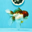 Cheerful Tricolor Oranda Female 4.5 inches #0524OR_05