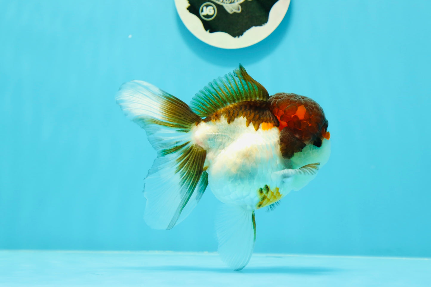 Cheerful Tricolor Oranda Female 4.5 inches #0524OR_05