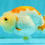 ADORABLE Kohaku Red White Lionchu Female 4 inches #081426LC_15