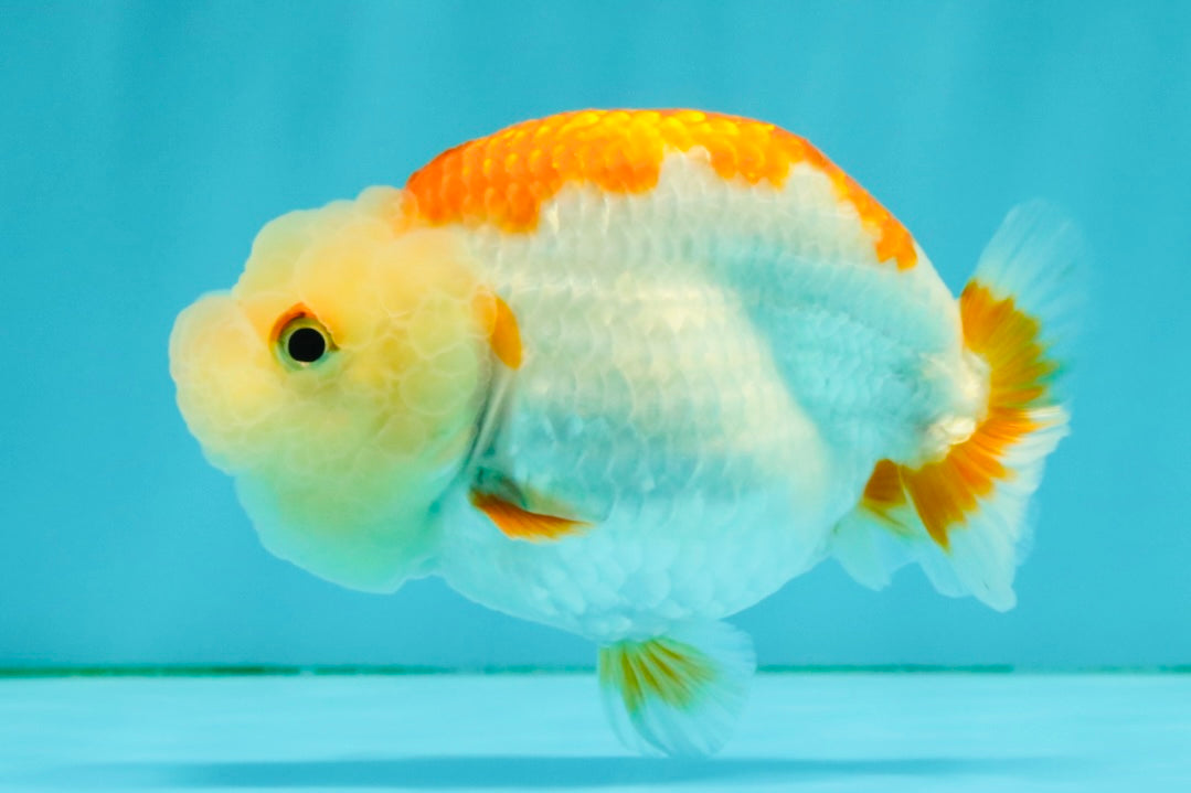 ADORABLE Kohaku Red White Lionchu Female 4 inches #081426LC_15