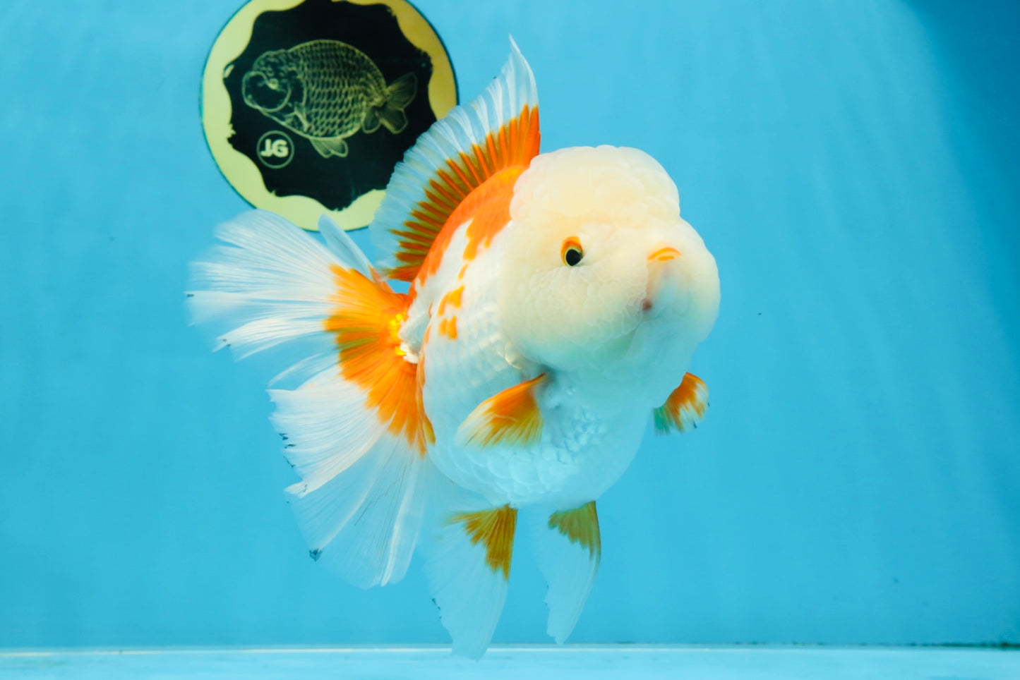 AAA Grade BEAUTY Red White Oranda Female 6.5 inches #100325OR_13