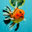CHUNKY AAA Grade Tiger Oranda Male 6.5 inches #071726OR_27