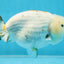 White Sakura LionChu Female 5 inches #121925LC_06