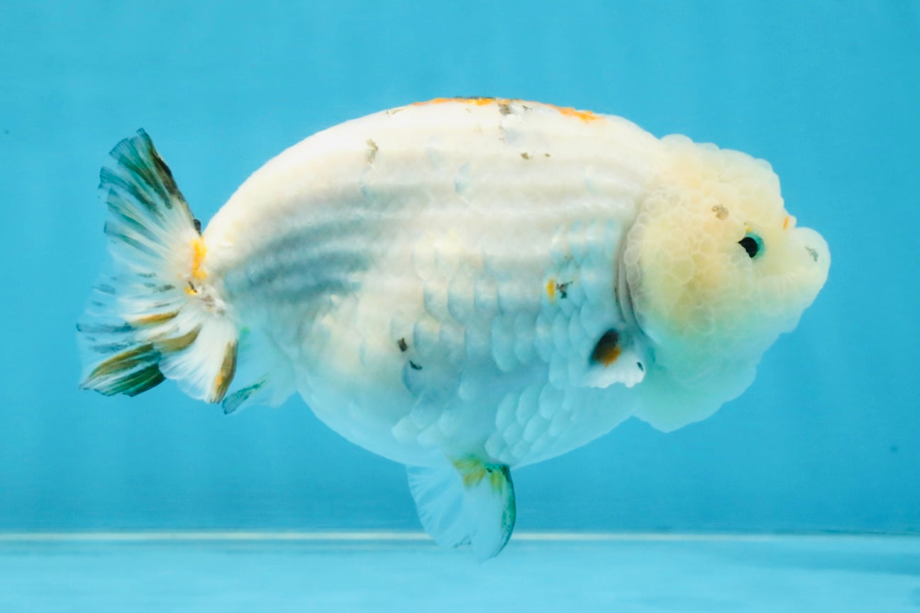 White Sakura LionChu Female 5 inches #121925LC_06