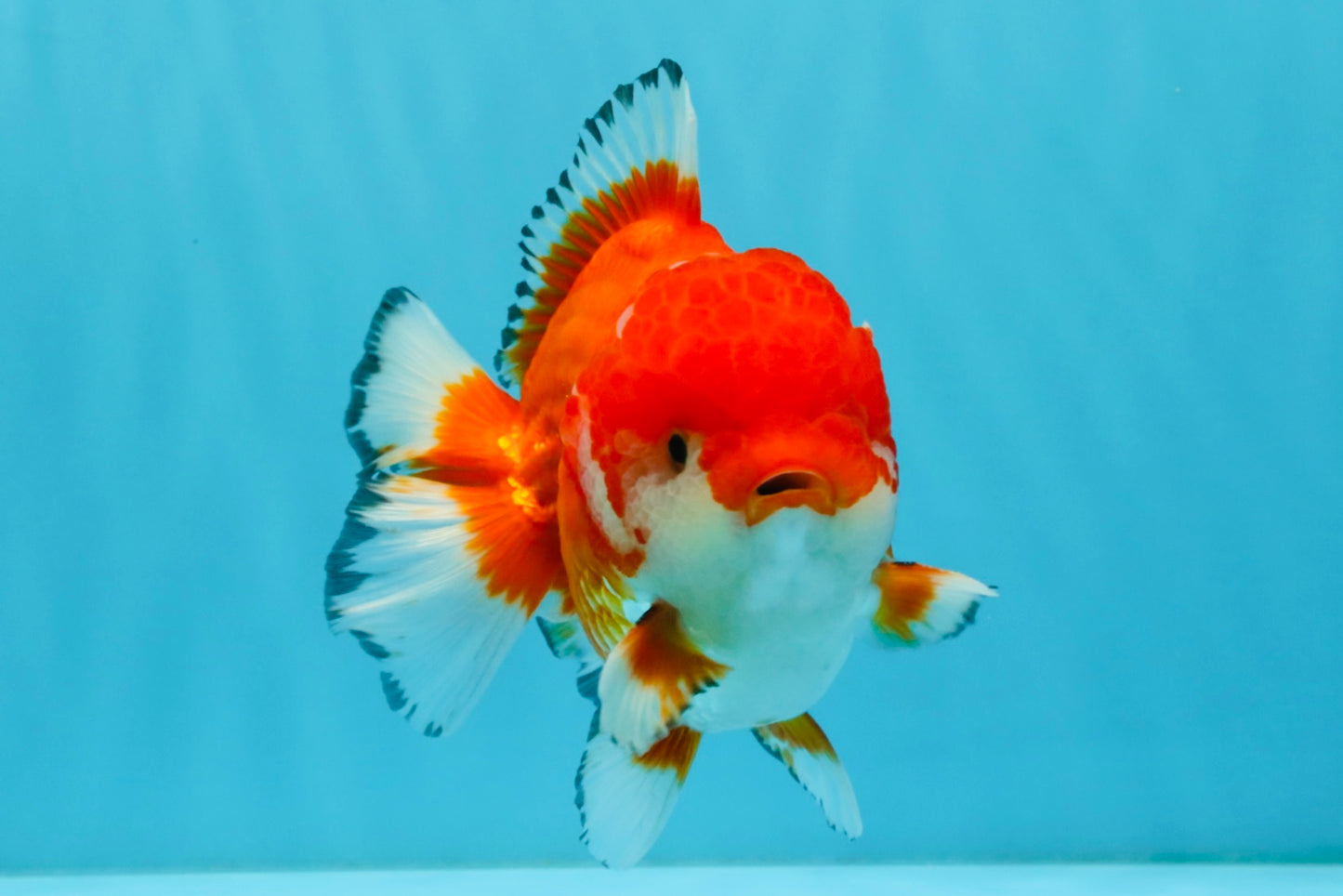 SPECIAL AAA Grade Red White Yuanbao Male 5-5.5 inches #032726YB_02