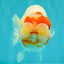 CHUBBY Red White Buffalo Ranchu Female 6 inch #092526RC_20