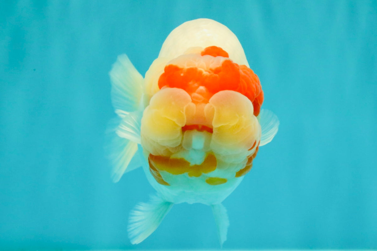 CHUBBY Red White Buffalo Ranchu Female 6 inch #092526RC_20