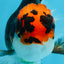A Grade Tricolor Oranda Female 5.5-6 inches #100325OR_18