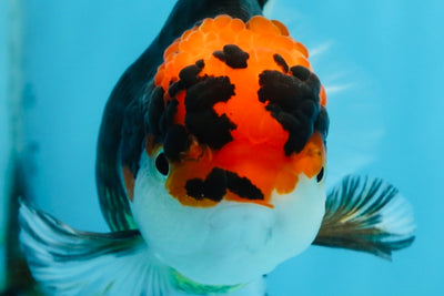 A Grade Tricolor Oranda Female 5.5-6 inches #100325OR_18