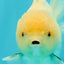 AAA Grade White Yuanbao Male 4.5-5 inches #072426YB_28