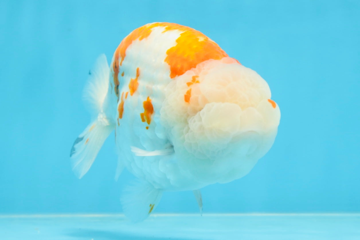 AAA Grade FANCY Kohaku Sakura LionKing 5.5 inches #100325LC_08