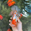AAA JUMBO Grade Red White Oranda Male 6.5 inches #051625OR_33