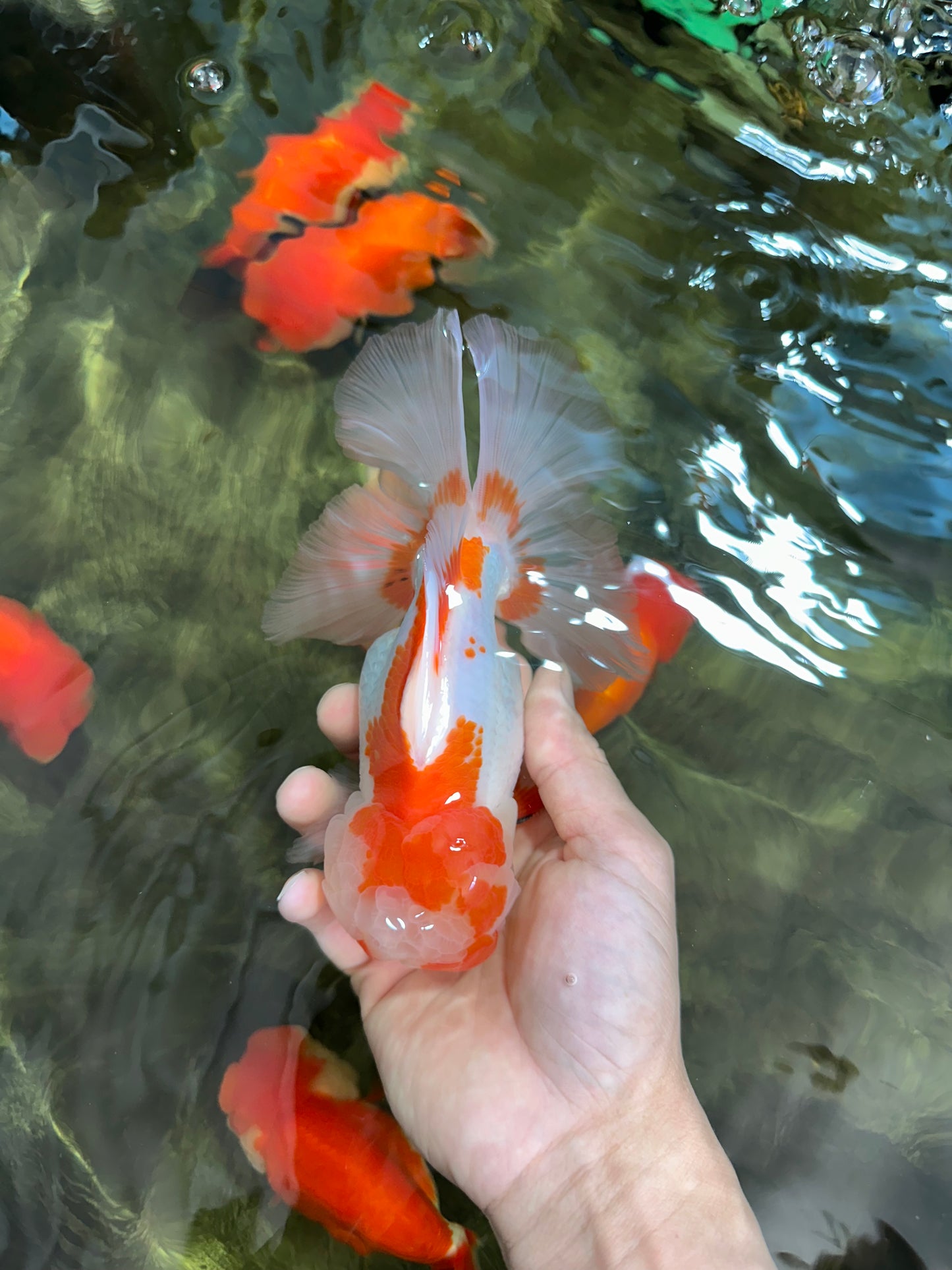 AAA JUMBO Grade Red White Oranda Male 6.5 inches #051625OR_33