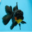 AAA Grade Apache Oranda Female 5 inches #0913OR_18