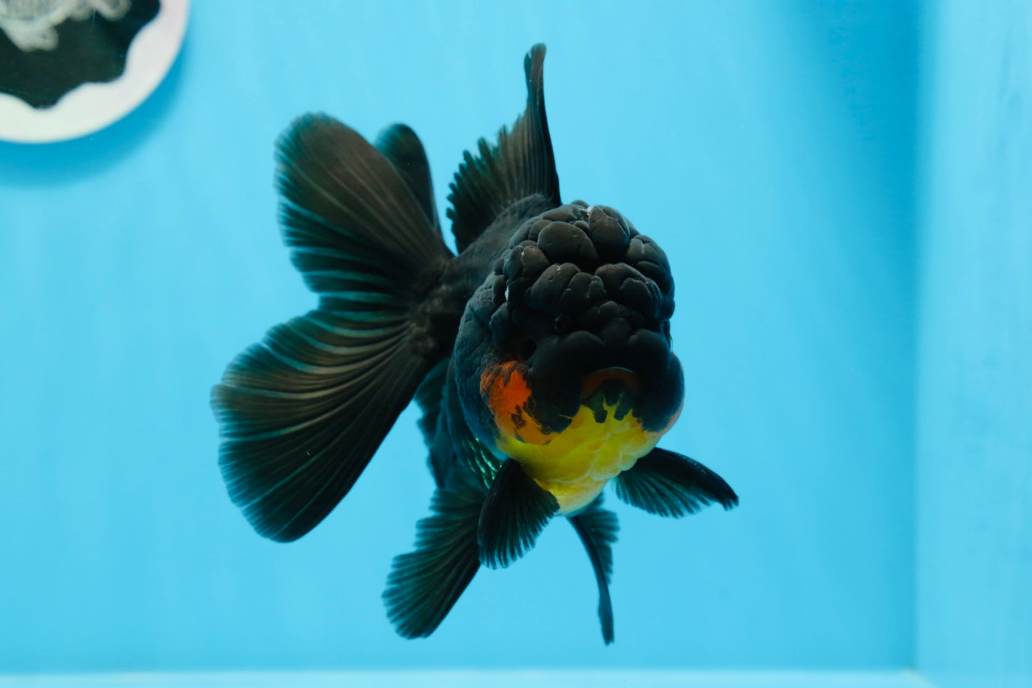 AAA Grade Apache Oranda Female 5 inches #0913OR_18