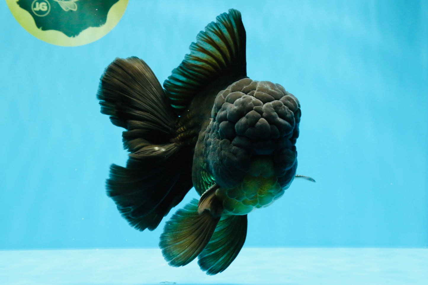 GODZILLA AAA Grade Black Oranda Male 6.5 inches #022026OR_04