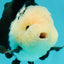 A Grade Cheeky Panda Button Eyes  Oranda Male 4.5 inches #111524OR_24