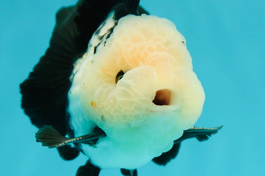 A Grade Cheeky Panda Button Eyes  Oranda Male 4.5 inches #111524OR_24