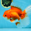 A Grade CHONKY Red White Oranda Female 6 inches #091925OR_09