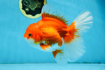 A Grade CHONKY Red White Oranda Female 6 inches #091925OR_09