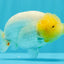 A Grade Dragon Lemonhead  LionQueen 4.5 inches #022726LC_28