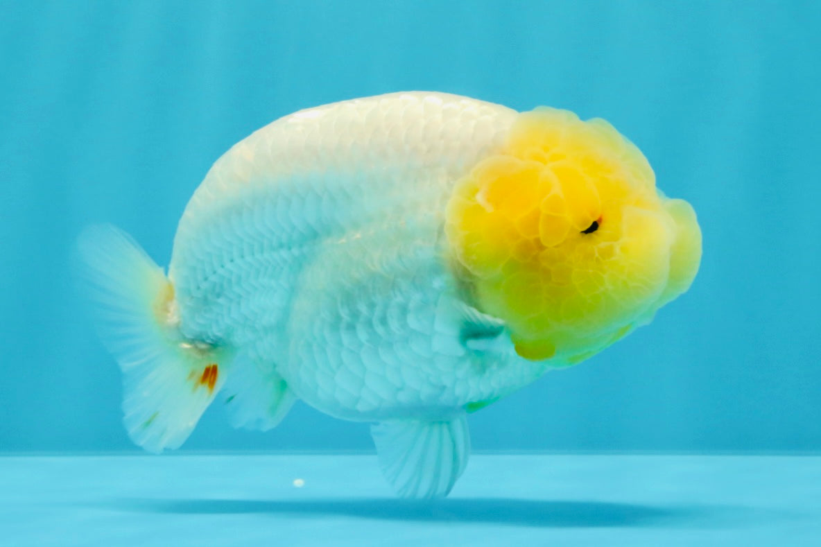 A Grade Dragon Lemonhead  LionQueen 4.5 inches #022726LC_28