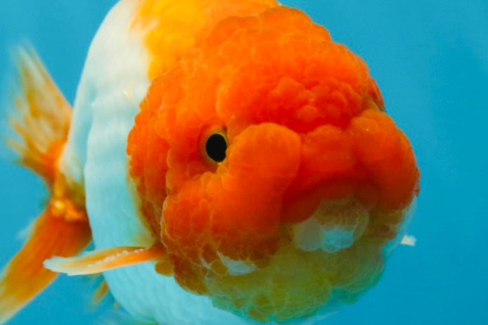 Really Fat Ranchu Red White Big Wen Ranchu Male 5 inches #031425RC_02 – Jimmy Goldfish