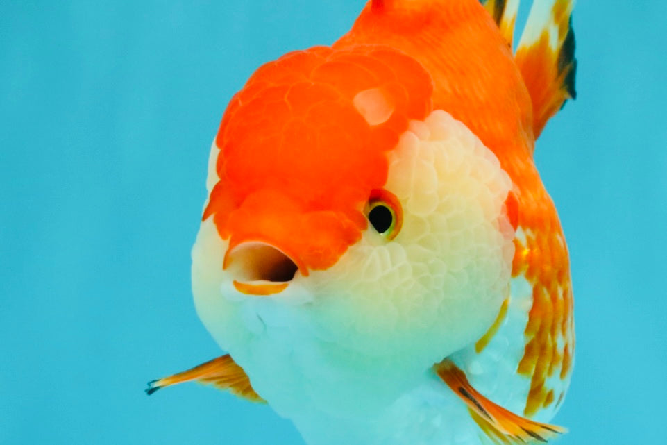 A Grade Red White Yuanbao Female 5.5 inches #031326YB_15