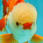 A Grade Red White Oranda Male 5.5 inches #071726OR_30