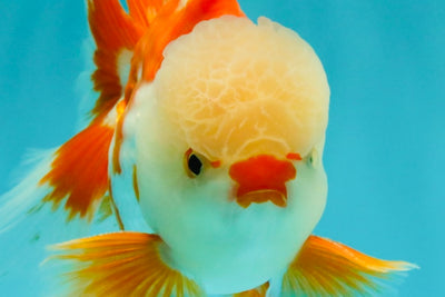 A Grade Red White Oranda Male 5.5 inches #071726OR_30