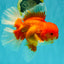 JUMBO AAA Grade Red White Oranda Male 8.5 inches #071726OR_01