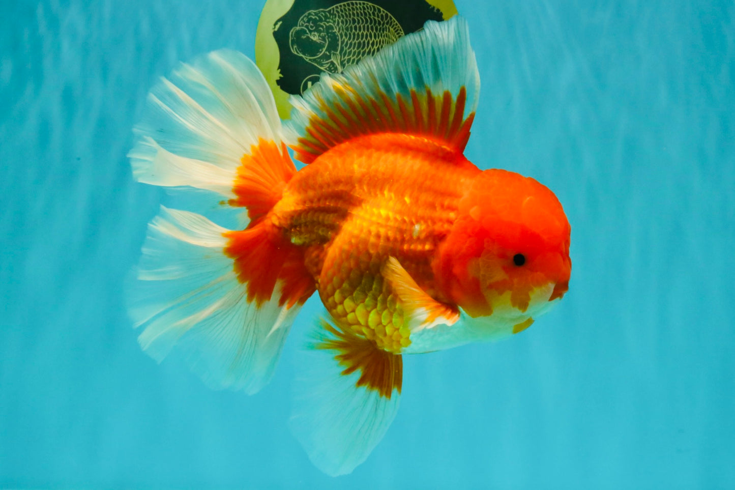 JUMBO AAA Grade Red White Oranda Male 8.5 inches #071726OR_01