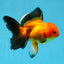 Hembra Apache Oranda de grado A, 5,5 pulgadas, n.º 0726OR_19