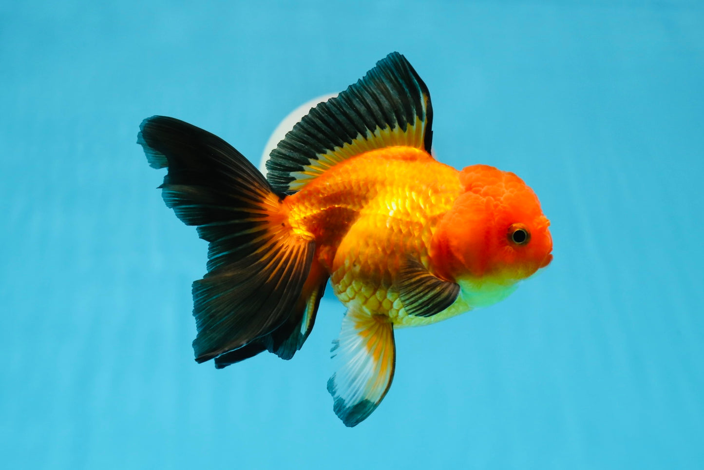 A Grade Apache Oranda Female 5.5 inches #0726OR_19