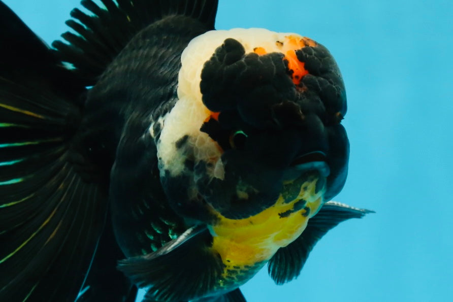 AAA Grade Tricolor Oranda Male 5 inches #050925OR_39