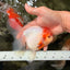 A Grade Tancho Sakura Oranda Male 5.5-6 inches #070626OR_15
