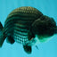 A Grade Blue Ranchu Male 5 inches #072426RC_36